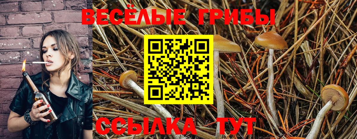 Галлюциногенные грибы Psilocybine cubensis Хасавюрт